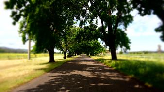 Country Road Trees
