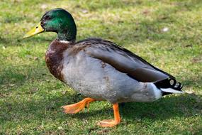 Duck Mallard on the grass in light and shadow