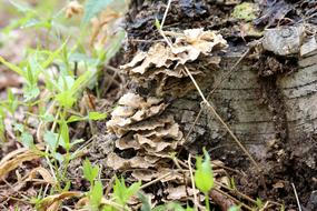 Mushrooms Pore Fungi Tinder Fungus