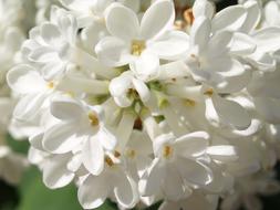 white lilies bouquet