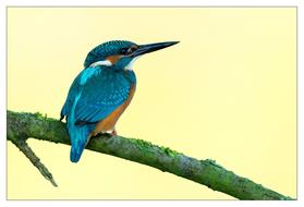 Kingfisher Bird Colorful green blue as an illustration