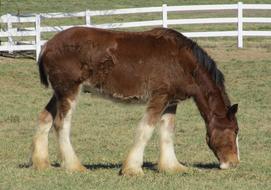 Clydesdale Horse Yearling