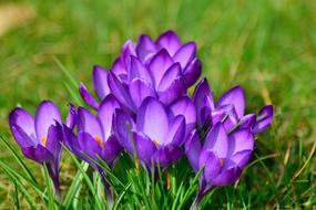 Crocus Close Up Frühlingsblüher