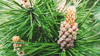 fragrant christmas tree branch
