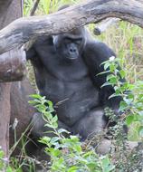 huge gorilla behind a tree