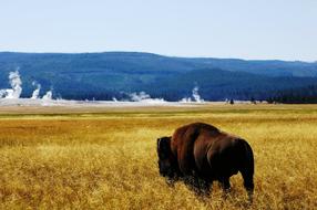 Buffalo Yellowstone