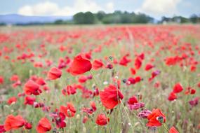 Poppies Red Flowers