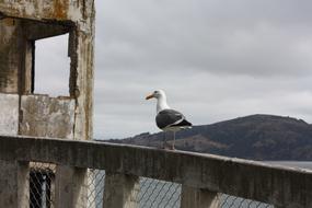 sea gull on a stone fence
