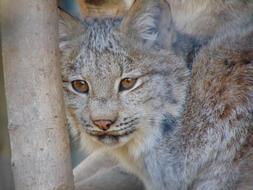 amazingly beautiful Feline Lynx