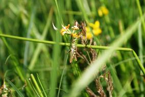 Viridissima Grasshopper
