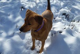 amazingly beautiful Dog Snow Fur