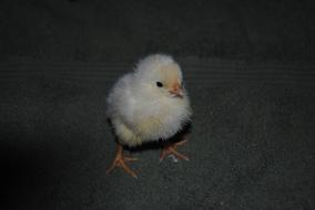 Chick Chicken Poultry