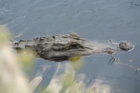 Alligator Florida Mangroves