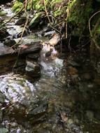 Stream Rocks Water