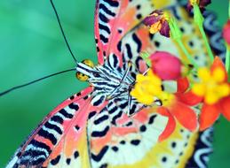 colorful cethosia cyane butterfly