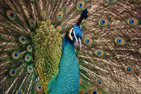 close up of Peacock with Colorful feathers