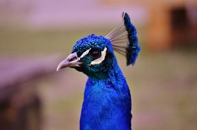 Peacock, blue Bird head with plumage