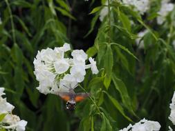 white flower bud on a tree