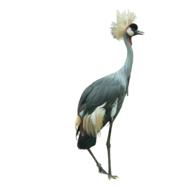 Crowned Crane Bird Cutout
