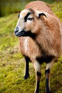 red Sheep on pasture