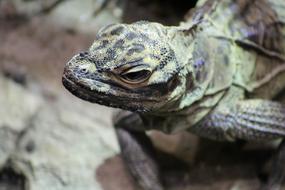 fabulous Lizard Reptile