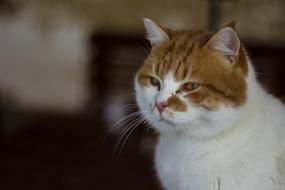 fat white-red cat with sleepy eyes