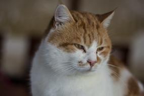 photo of a sleepy white ginger cat