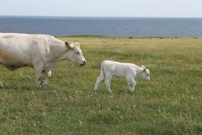 cows grass field