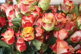 Roses Flowers Cut