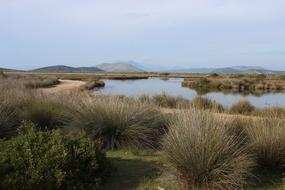 wild landscape by the lake