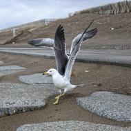 goodly bird Coast Beach