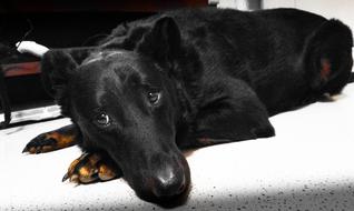 black beauceron sleeps on the floor