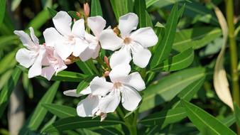 beautiful white flowers in the garden