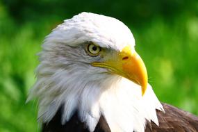 fabulous Bird Holland Animal