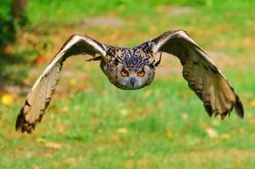 bird of prey in flight on a blurred background