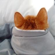 fabulous Cat red Ear