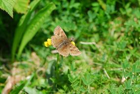 goodly Dingy Skipper Butterfly