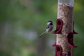 Bird Chickadee tree
