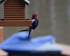 Beautiful and colorful redheaded woodpecker on the bird feeder