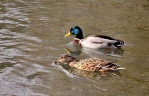 Pair Of Ducks Lovers Pond
