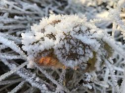 Frost Wintry Cold