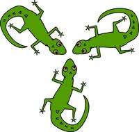 africa animals lizards reptile