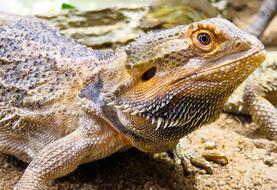 Lizard dragon close-up on blurred background