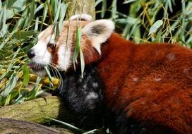 goodly Bear Panda