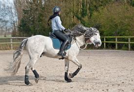 horse cavaliere horseback riding