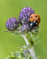 ladybug sitting on a purple thistle bud