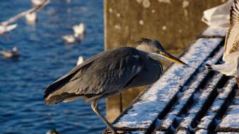 perfect Bird Heron Grey