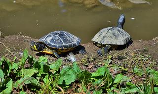 impressively beautiful Turtles