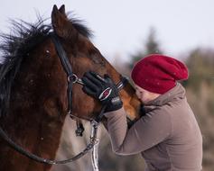Horse Friends Together