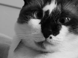 monochrome photo of a black and white cat